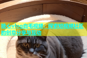 糖心vlog白毛视频：探索短视频社区的创意分享与互动
