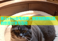 糖心vlog白毛视频：探索短视频社区的创意分享与互动