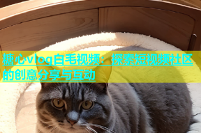 糖心vlog白毛视频：探索短视频社区的创意分享与互动