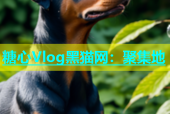 糖心Vlog黑猫网：聚集地