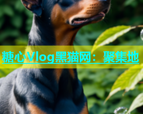 糖心Vlog黑猫网：聚集地  第1张